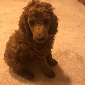 Meet your Posher, Frank